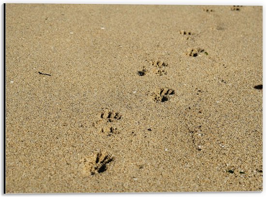 WallClassics - Dibond - Kleine Dierenpootjes in Zand - 40x30 cm Foto op Aluminium (Met Ophangsysteem)