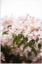 WallClassics - Poster Glossy – Light Pink Flower Bush - 40x60 cm Photo sur Papier Poster avec Finition Brillante