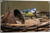 WallClassics - Tuinposter – Pimpelmees Vogel in een Nestje - 90x60 cm Foto op Tuinposter  (wanddecoratie voor buiten en binnen)