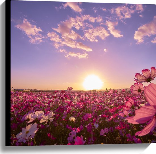 WallClassics - Canvas  - Veld Roze Bloemen met Paarse Lucht - 60x60 cm Foto op Canvas Schilderij (Wanddecoratie op Canvas)