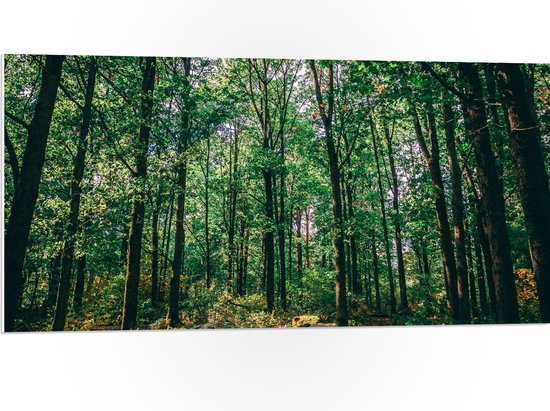 WallClassics - PVC Schuimplaat- Groene Bladeren aan Hoge Bomen - 100x50 cm Foto op PVC Schuimplaat