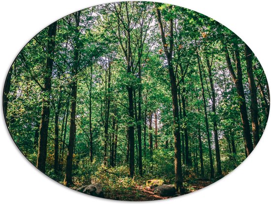 WallClassics - Dibond Ovaal - Groene Bladeren aan Hoge Bomen - 80x60 cm Foto op Ovaal (Met Ophangsysteem)