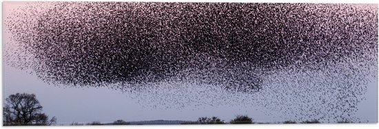WallClassics - Vlag - Grote Zwerm Vogels in de Lucht - 60x20 cm Foto op Polyester Vlag