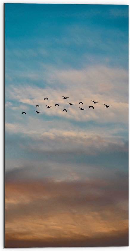 WallClassics - Dibond - Groep Vliegende Vogels - 50x100 cm Foto op Aluminium (Wanddecoratie van metaal)