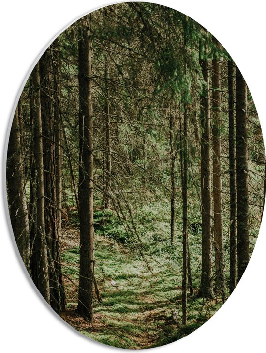 WallClassics - PVC Schuimplaat Ovaal - Groene Bladeren op de Grond van Bomen - 30x40 cm Foto op Ovaal  (Met Ophangsysteem)