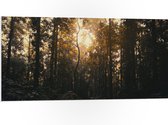 WallClassics - Panneau en mousse PVC - Crépuscule dans la forêt - Photo 100x50 cm sur panneau en mousse PVC (avec système d'accrochage)