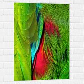WallClassics - Muursticker - Groen met Rode Veren van een Vogel - 60x90 cm Foto op Muursticker