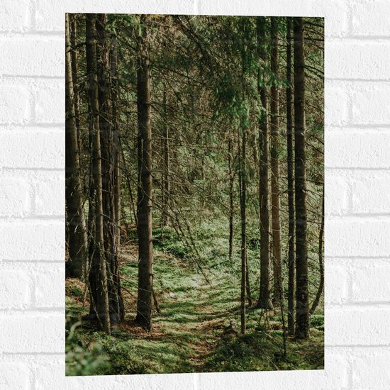 WallClassics - Muursticker - Feuilles vertes au Terre des Arbres - 40x60 cm Photo sur Muursticker