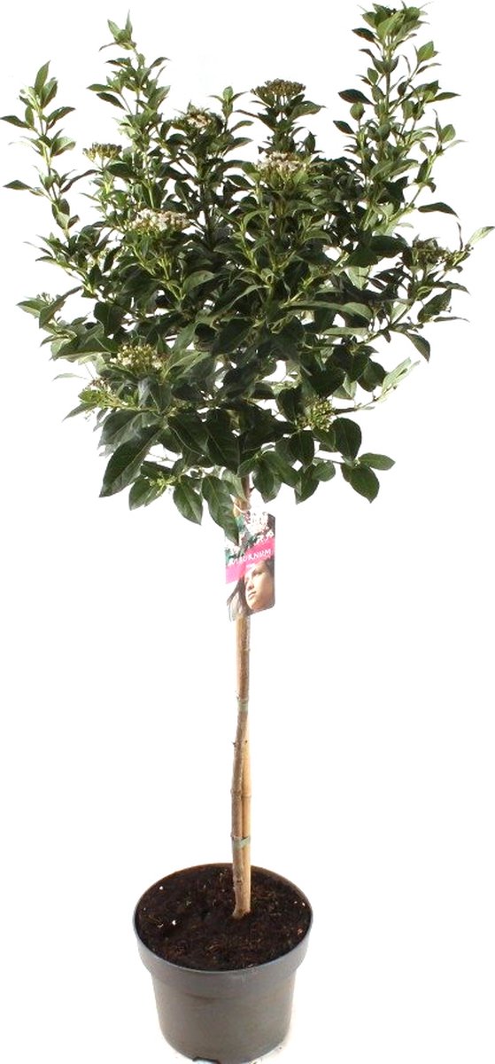 Sneeuwbal (Viburnum Tinus) op stam 135cm hoog potmaat C5 (Ø22cm)