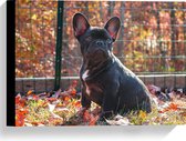 WallClassics - Canvas  - Franse Buldog in Herfstbladeren - 40x30 cm Foto op Canvas Schilderij (Wanddecoratie op Canvas)