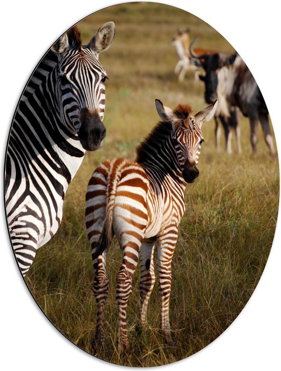 WallClassics - Dibond Ovaal - Alerte Zebra's in het Gras - 51x68 cm Foto op Ovaal (Met Ophangsysteem)