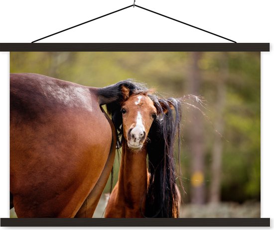 Poulain se cachant sous la queue de sa mère affiche textielposter lattes noires 150x100 cm - Tirage photo sur plaque scolaire (décoration murale salon / chambre)