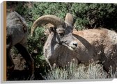 WallClassics - Hout - Bok tussen het Gras - 75x50 cm - 12 mm dik - Foto op Hout (Met Ophangsysteem)