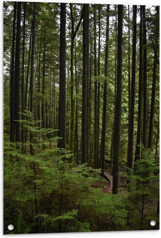 WallClassics - Tuinposter – Smalle Boomstammen met Begroeiing - 60x90 cm Foto op Tuinposter  (wanddecoratie voor buiten en binnen)