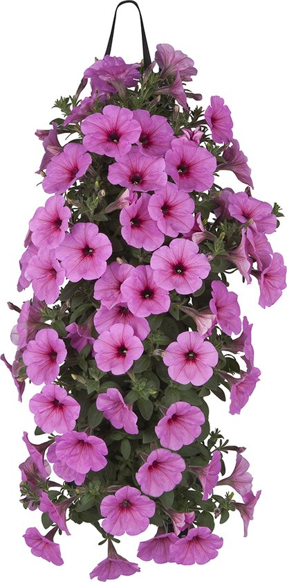 Wandhanger- Plantenzak- 2 stuks- 10 gaats- Tuinplanten- Voorjaar- Violen- Viooltjes- DIY- Voor Buiten- Planten- Perkplanten- Kweekzak- Perkplantjes- Verticale Tuin Tuinen- Moestuin- Bloemen- Lente- Beugel- Hangzak- Kweken- Plantenhanger- Muur