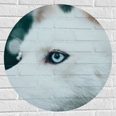 WallClassics - Muursticker Cirkel - Blauw Oog van een Witte Wolf - 70x70 cm Foto op Muursticker