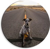 WallClassics - Dibond Muurcirkel - Brave Hond Zit op de Weg - 40x40 cm Foto op Aluminium Muurcirkel (met ophangsysteem)