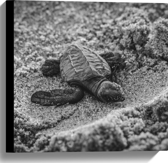 WallClassics - Canvas  - Baby Schildpad op het Strand Zwart - Wit - 40x40 cm Foto op Canvas Schilderij (Wanddecoratie op Canvas)