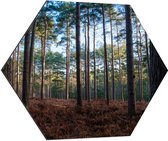 WallClassics - Dibond Hexagon - Bruin Bos - 70x60.9 cm Foto op Hexagon (Met Ophangsysteem)