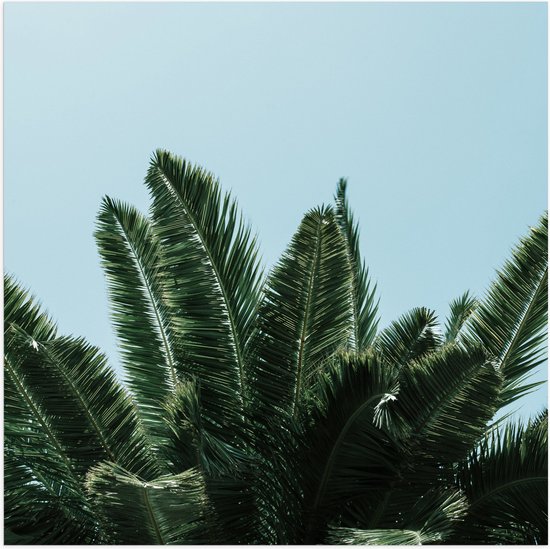 WallClassics - Poster (Matte) - Top of Palm Tree - 100x100 cm Photo sur Papier Poster avec un Aspect Mat