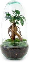 Bol.com Terrarium - Egg bonsai - 25 cm - Ecosysteem plant - Kamerplanten - DIY planten terrarium - Mini ecosysteem aanbieding