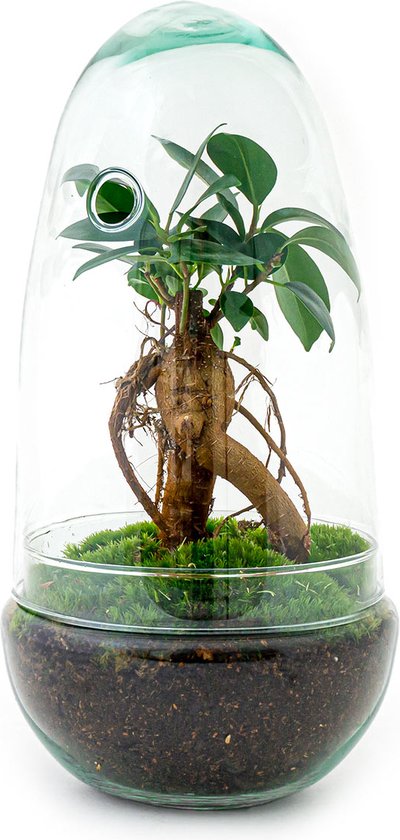 Foto: Terrarium egg bonsai 25 cm ecosysteem plant kamerplanten diy planten terrarium mini ecosysteem