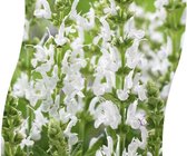 3 stuks | Salvia nemorosa 'Schneehügel' P11 cm