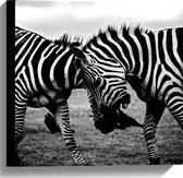 WallClassics - Canvas  - Stoeiende Zebra's Zwart-Wit - 40x40 cm Foto op Canvas Schilderij (Wanddecoratie op Canvas)