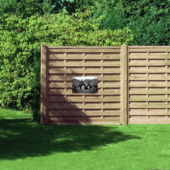 WallClassics - Poster de Jardin - Zèbres gambader Zwart- Wit - 60x40 cm Photo sur Poster de Jardin (décoration murale pour l'extérieur et l'intérieur)