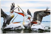 WallClassics - Panneau en mousse PVC – Pélicans se battant pour un poisson – Photo 60 x 40 cm sur panneau en mousse PVC