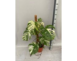 Monstera Albo Variegata - 2 Planten In De Pot 100cm↑ Potmaat Ø27cm Zeldzame Kamerplant