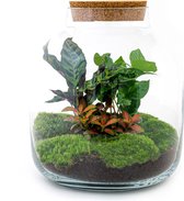 Ecosysteem plant - Billie Botanical - ↑ 30 cm - Planten terrarium - Cadeau - Mini ecosysteem - Flessentuin