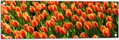 WallClassics - Poster de Jardin - Tulipes Oranje Gros Plan - 90x30 cm Photo sur Poster de Jardin (décoration murale pour l'extérieur et l'intérieur)