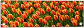 WallClassics - Tuinposter – Close-Up Oranje Tulpen - 60x20 cm Foto op Tuinposter  (wanddecoratie voor buiten en binnen)
