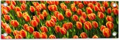WallClassics - Garden Poster - Close-Up Oranje Tulips - 60x20 cm Photo sur Garden Poster (décoration murale pour l'extérieur et l'intérieur)
