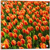 WallClassics - Tuinposter – Close-Up Oranje Tulpen - 50x50 cm Foto op Tuinposter  (wanddecoratie voor buiten en binnen)