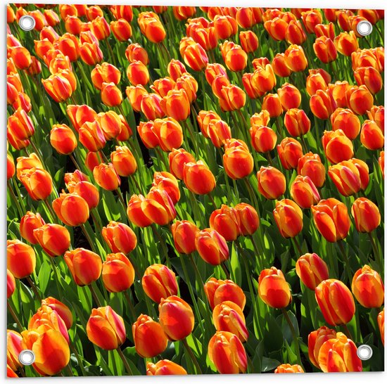 Tuinposter – Close-Up Oranje Tulpen - 50x50 cm Foto op Tuinposter (wanddecoratie voor buiten en binnen)