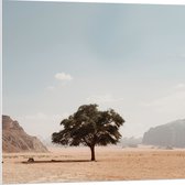 WallClassics - PVC Schuimplaat- Eenzame Boom in Woestijn - 80x80 cm Foto op PVC Schuimplaat