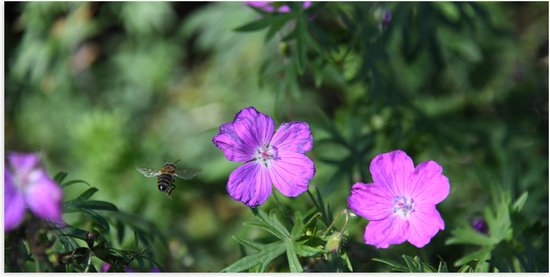 WallClassics - Poster (Matte) - Abeille aux Fleurs Violettes - 100x50 cm Photo sur Papier Poster avec un aspect Mat