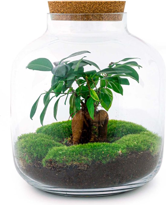Terrarium Billie Bonsai ↑ 30 cm Ecosysteem plant Kamerplanten
