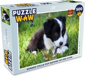 Puzzel Border collie pup bijtend op een stok - Legpuzzel - Puzzel 500 stukjes