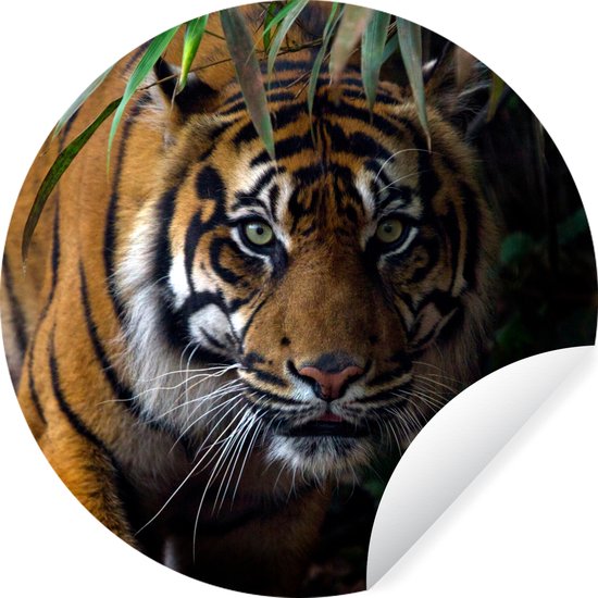 Foto: Behangcirkel behangcirkel zelfklevend behangsticker tijger bladeren jungle dieren natuur wanddecoratie rond woonkamer muurcirkel binnen 140x140 cm zelfklevend behang rond behang muurdecoratie wandcirkel