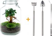 Ecosysteem plant - Jar Ficus Ginseng bonsai - ↑ 28 cm - Planten terrarium - Mini ecosysteem - Flessentuin + Hark + Schep + Pincet