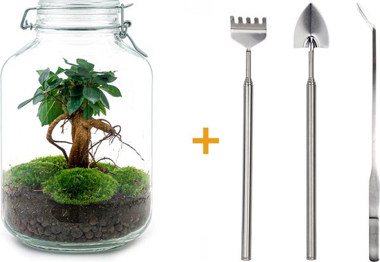 Planten Terrarium Sammie - Klein Ecosysteem Plant - Hoogte 27 Cm