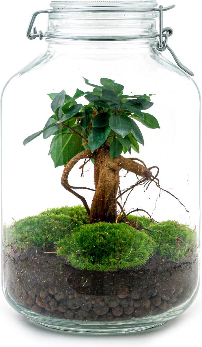 Terrarium - Plantes en pot de verre - ↑ 28 cm - Ficus Ginseng Bonsai -  plant de l'... | bol.com