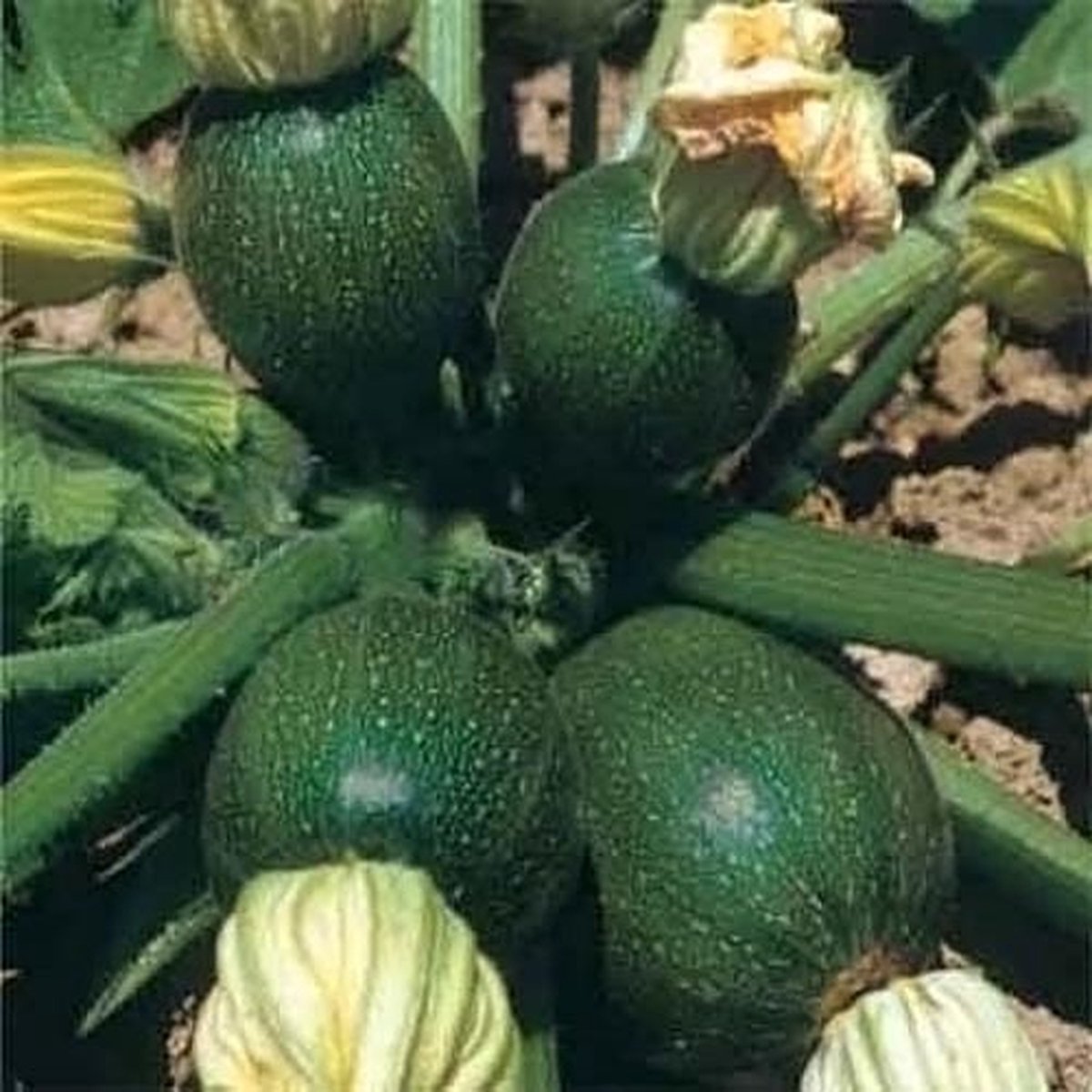 Courgette zaden - Tondo di Piacenca
