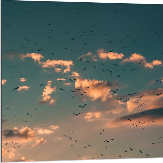 WallClassics - Dibond - Zwerm Vogels bij Witte Wolken - 80x80 cm Foto op Aluminium (Met Ophangsysteem)