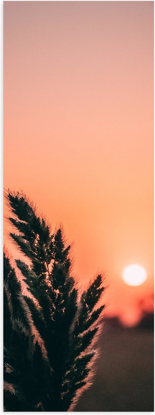 WallClassics - Poster (mat) – Brindille au soleil couchant – 50 x 150 cm Photo sur papier poster avec un aspect mat