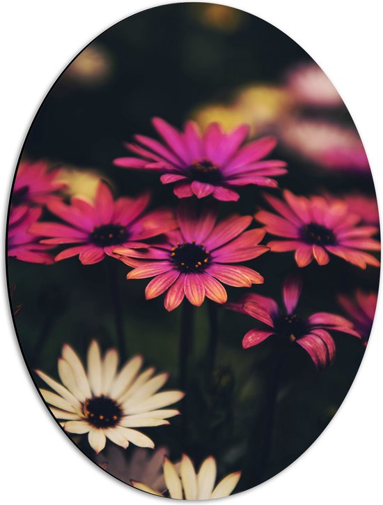 WallClassics - Dibond Ovaal - Roze-Witte Bloemen met Takken - 42x56 cm Foto op Ovaal (Met Ophangsysteem)
