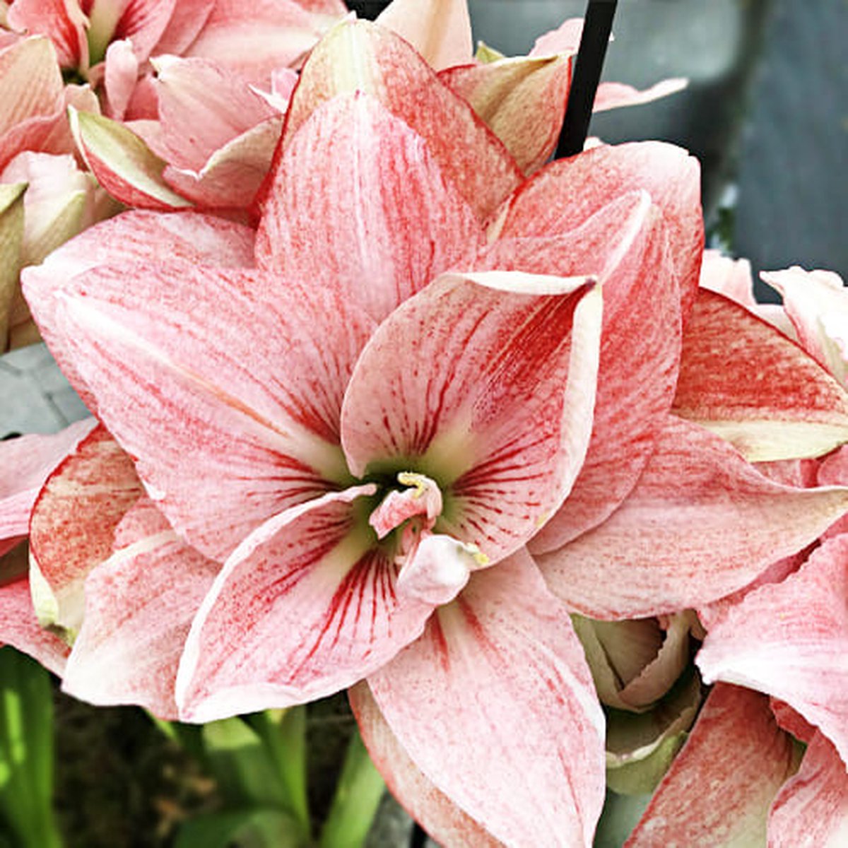 Amaryllis Pink Glory 30/32 - 1 stuk - Hippeastrum